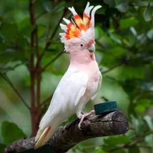 Cockatoo Parrots in Washington
