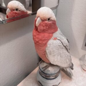 Cockatoo Parrots for Sale in Mississippi