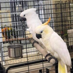Cockatoo Parrots for Sale in Missouri