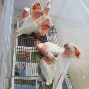 Cockatoo Parrots for Sale in Montana