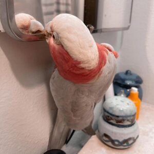 Cockatoo Parrots for Sale in Nebraska