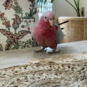 Cockatoo Parrots for Sale in Indiana
