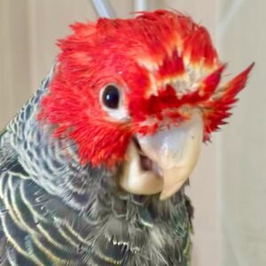 Cockatoo Parrots for Sale in New Mexico