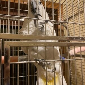Cockatoo Parrots for Sale in Rhode Island