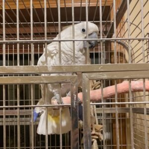 Cockatoo Parrots for Sale in South Carolina