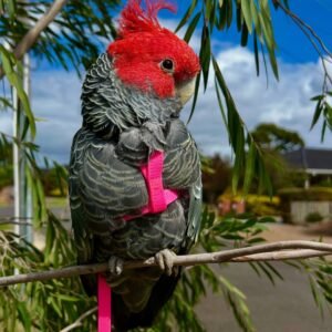 Cockatoo Parrots for Sale in Pennsylvania