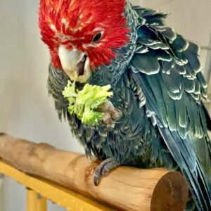 Cockatoo Parrots for Sale in New York