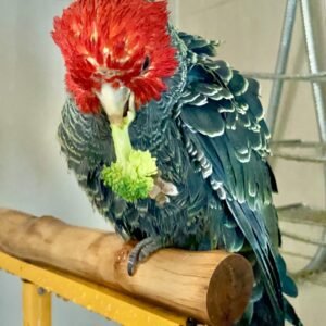 Cockatoo Parrots for Sale in North Carolina