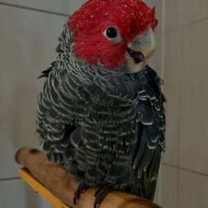 Cockatoo Parrots for Sale in North Dakota