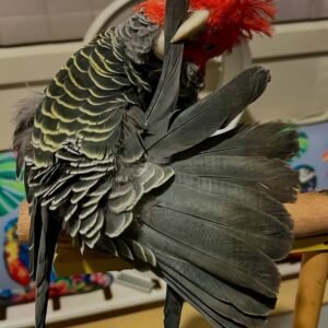 Cockatoo Parrots for Sale in Oregon
