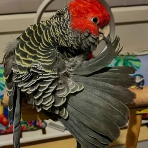 Cockatoo Parrots for Sale in Ohio