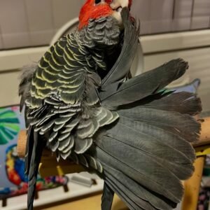 Cockatoo Parrots for Sale in Oklahoma