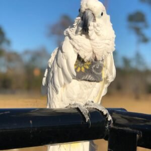 Cockatoo Parrots for Sale in South Dakota