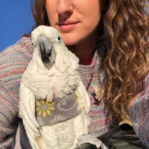 Cockatoo Parrots for Sale in West Virginia