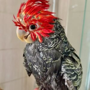 Cockatoo Parrots for Sale in Wyoming