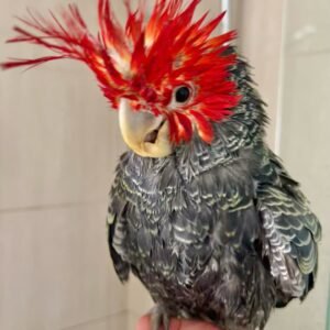 Cockatoo Parrots for Sale in Wisconsin