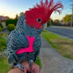 Cockatoo Parrots for Sale in Tennessee
