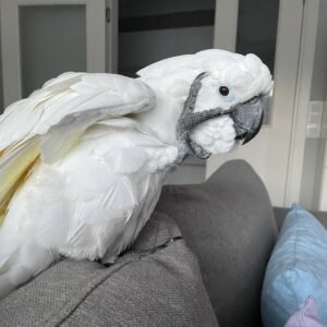 Cockatoo Parrots for Sale in Texas