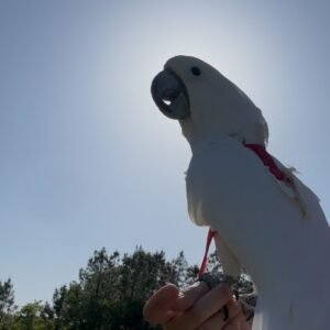 Cockatoo Parrots in Pennsylvania