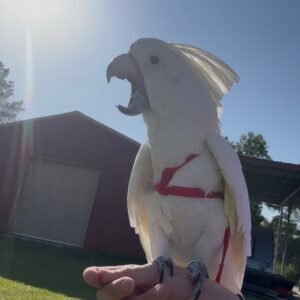 Cockatoo Parrots in Rhode Island
