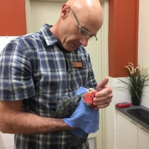 Cockatoo Parrots for Sale in Washington