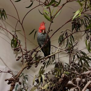 Cockatoo Parrots in North Carolina