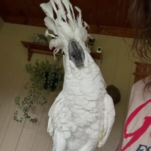 Cockatoo Parrots in North Dakota