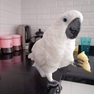 Cockatoo Parrots in Oklahoma