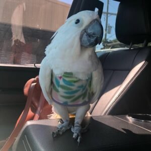 Cockatoos in Florida